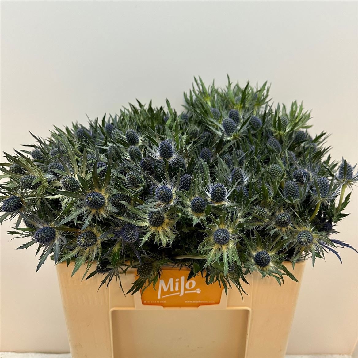 Эрингиум Блю Лагун 50 (син.), шт.