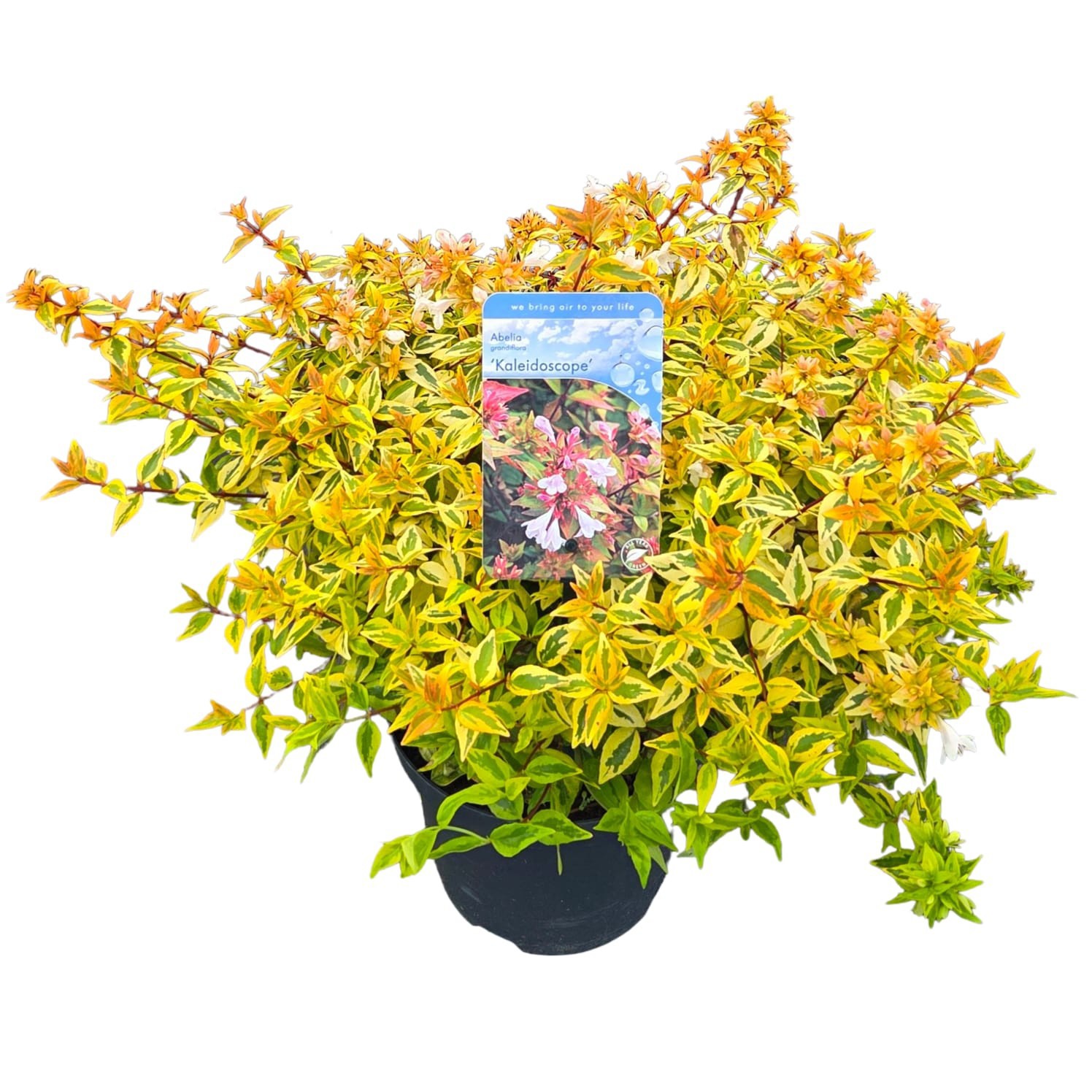 Abelia grand. 'Kaleidoscope', D 19