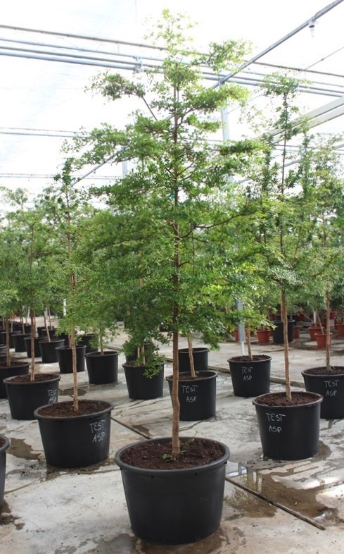 Bucida buceras, D 85