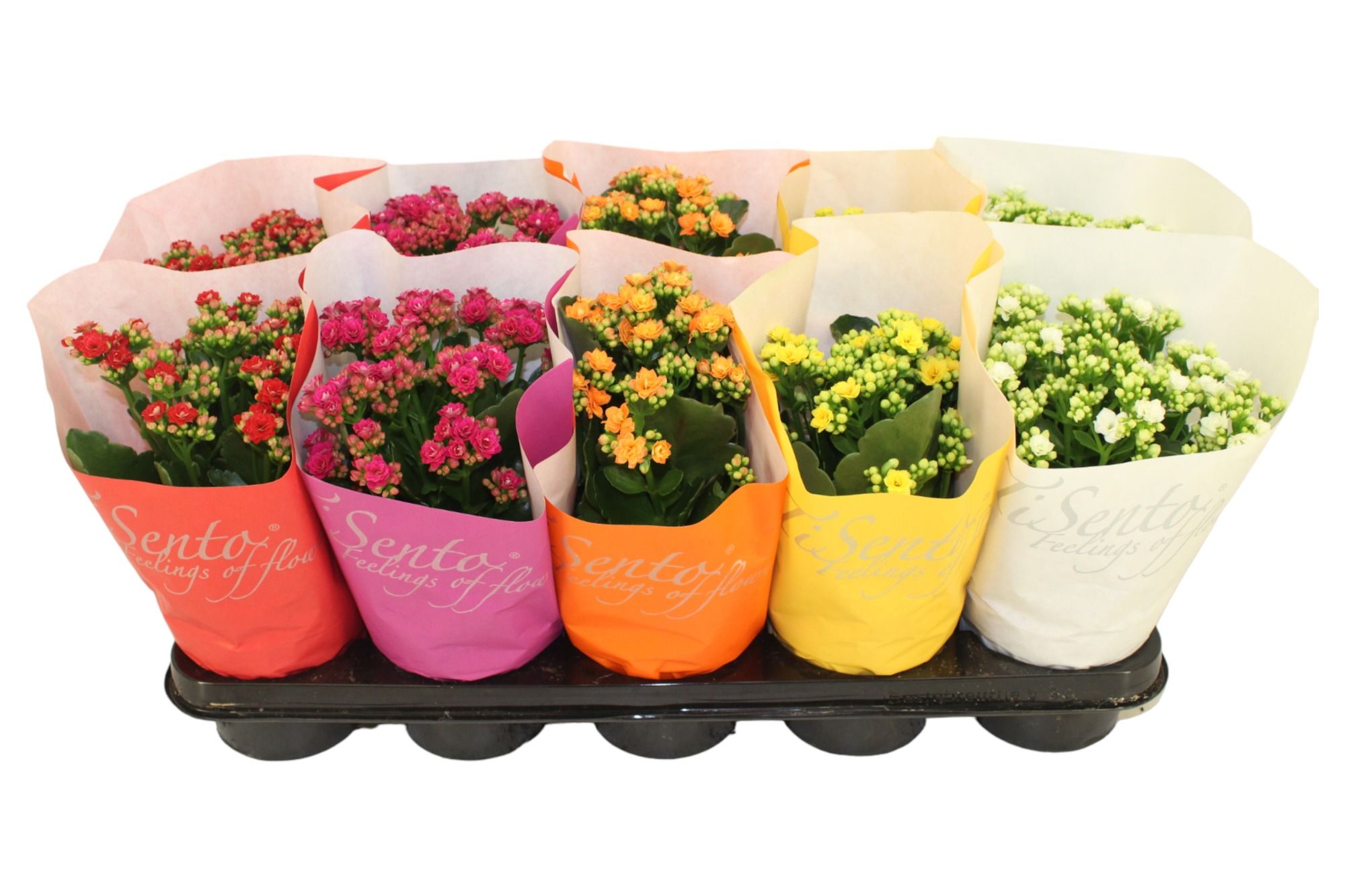 Calandiva 12 cm - Paper ECO Sleeve, D 12