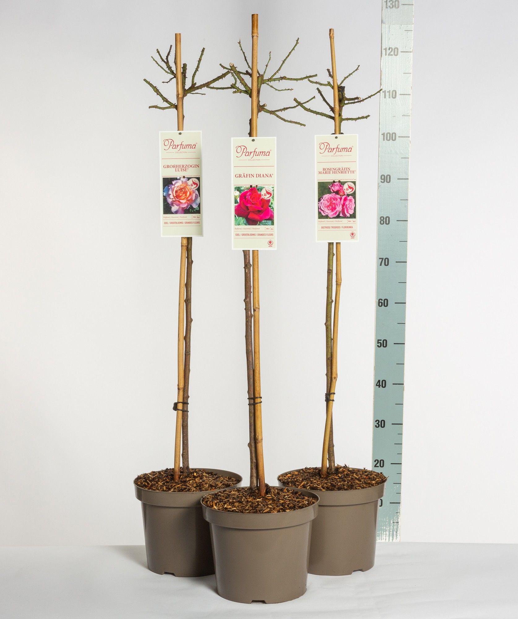 Rosa Parfuma Duftrosen mix, stam 90, C7.5, D 26 cm