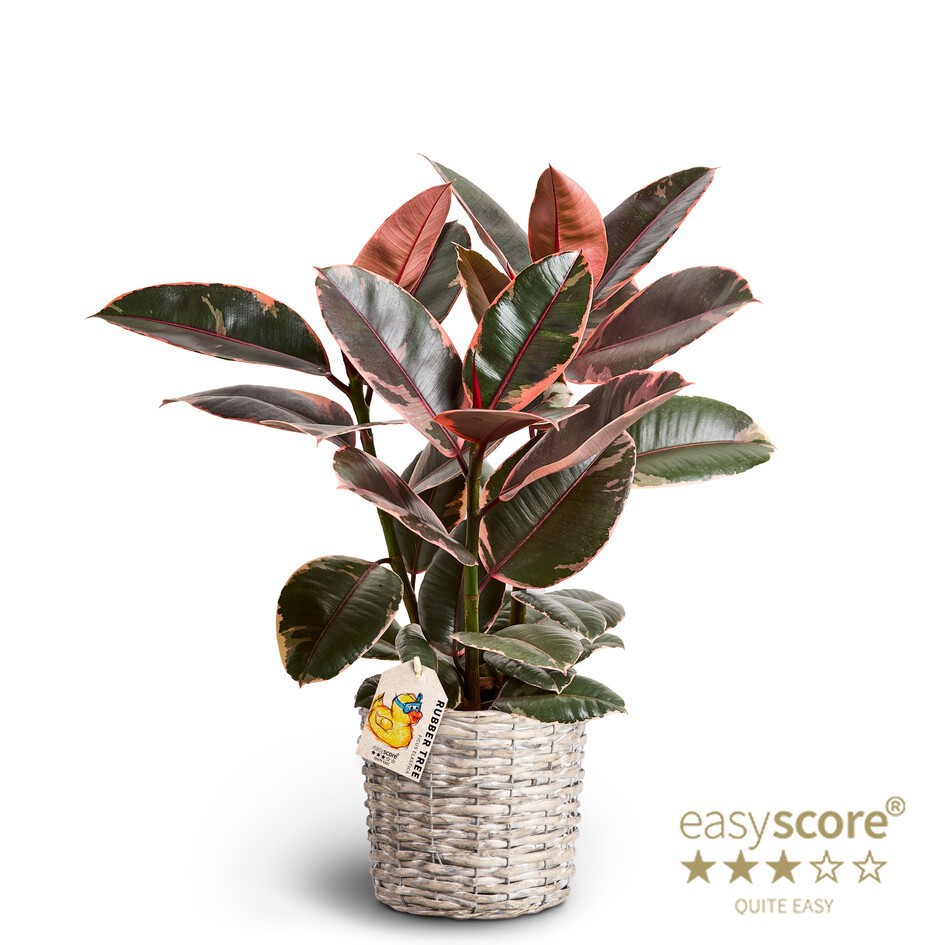 Basket, Ficus elastica ´Belize´, D 19 cm Basket, Ficus elastica ´Belize´, D 19 cm