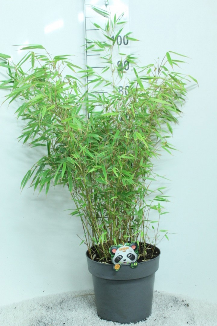 Fargesia rufa P29, D 29