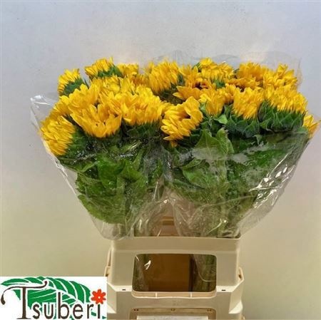 Гелиантус Оранж Фае 65 (оранж.), шт.