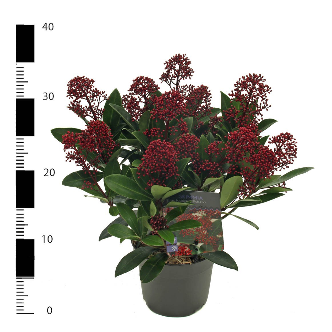 Skimmia jap. 'Rubella', D 13