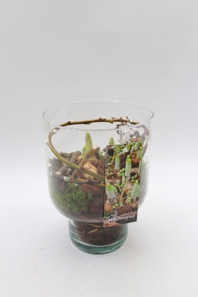 Narcis, milano ondersteboven, D 15