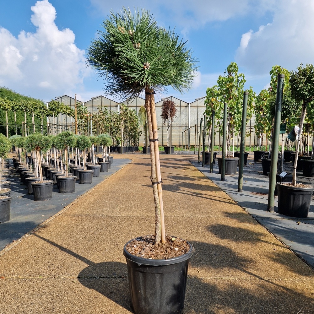 Pinus nigra 'Keightly Broom', D 31 cm