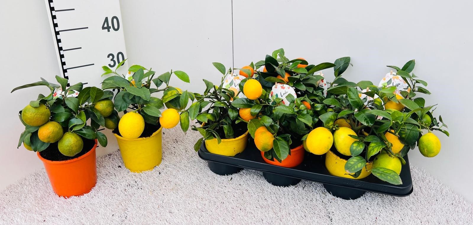 Citrus Mix-Tray 2+ Var. medi/bush (s2), D 14