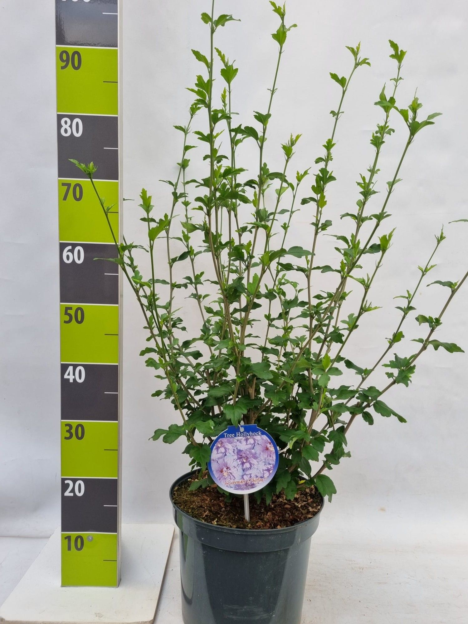 Hibiscus syr. 'Lavender Chiffon' (R) C 7,5, D 27