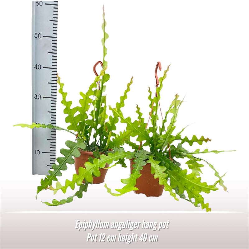 Epiphyllum anguliger hangpot, D 12