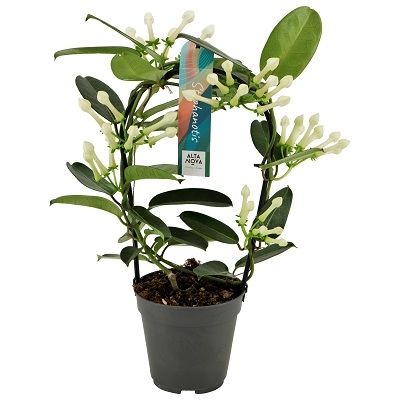 Stephanotis boog 5-6 tros p12, D 12