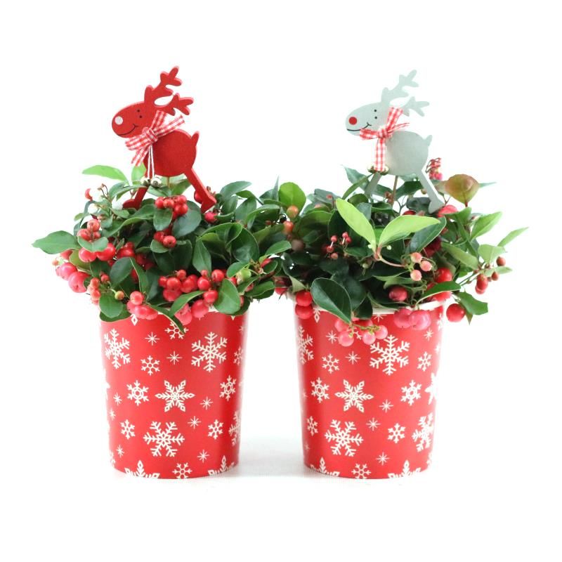 Gaultheria pr. 'Big Berry'® P10 in Cup X-mas Deco + Reindeer, D 10 cm