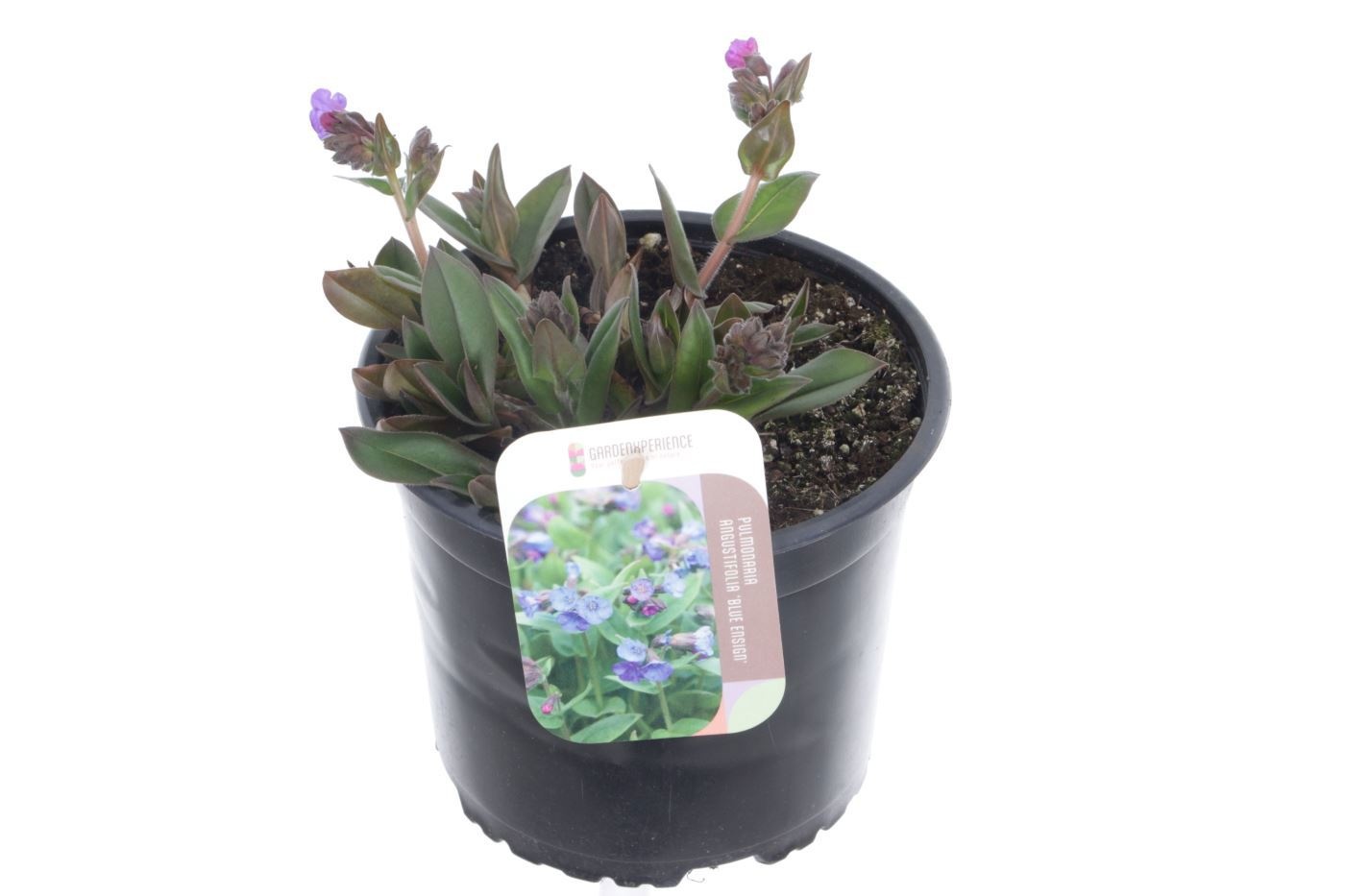 Pulmonaria angustifolia Azurea, D 17