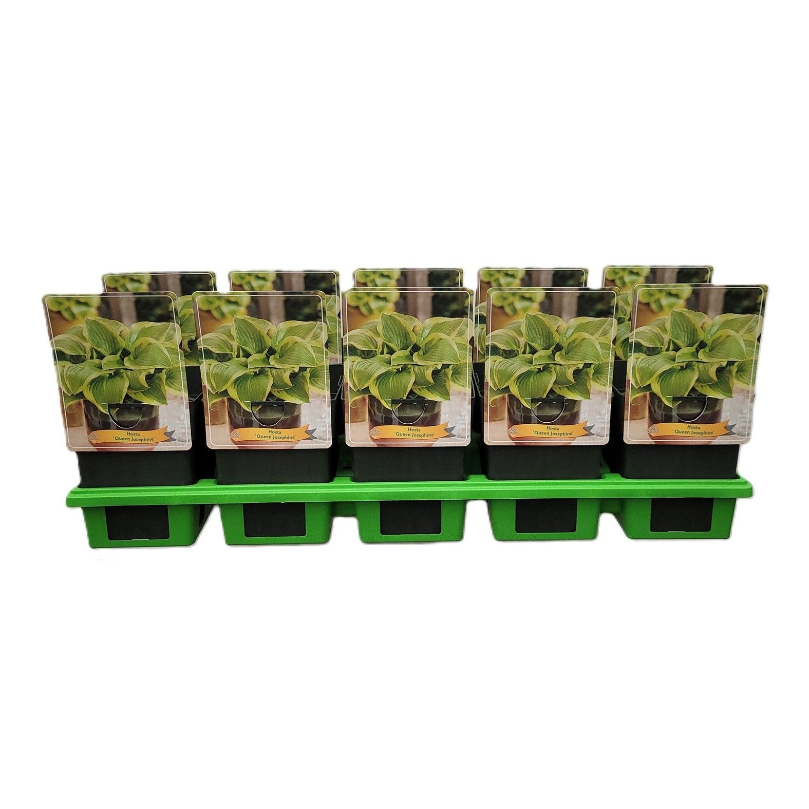 Hosta 'Queen Josephine' P11, D 11