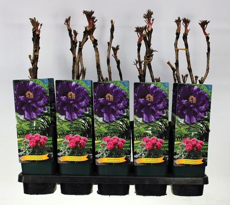 Paeonia Suffruticosa Wu Long Peng Sheng C2 - 2 tak, D 14