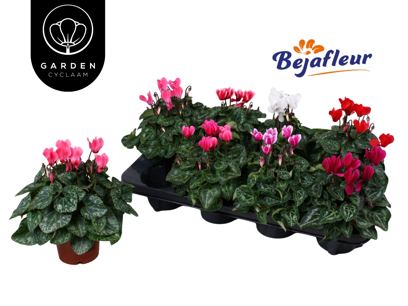 Cyclaam Garden Verano Mix, D 10,5 cm