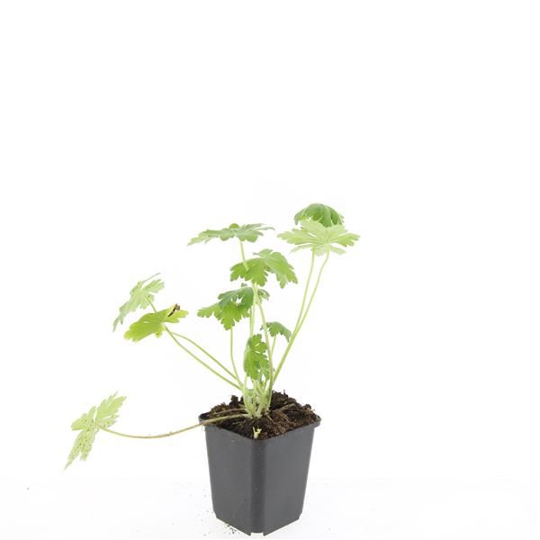 Geranium macr. 'Bevan's Variety', D 9 cm