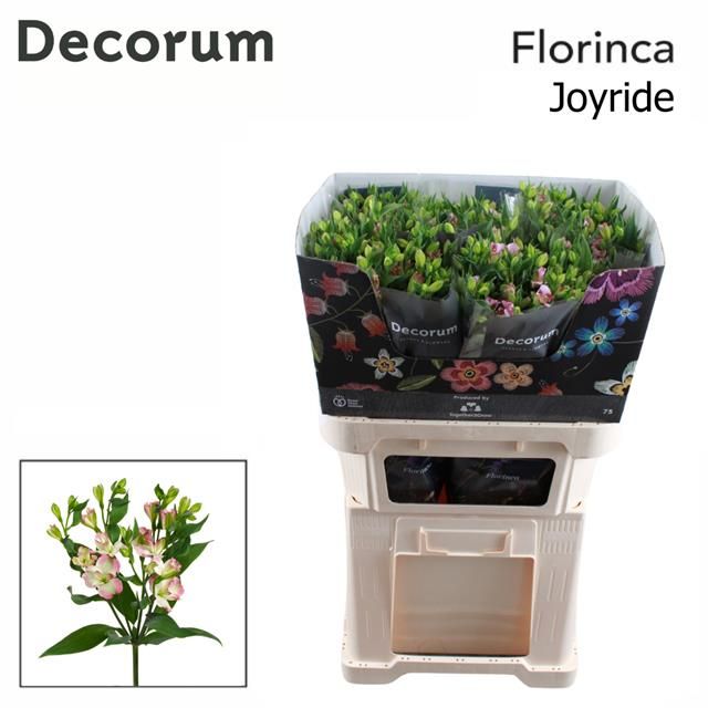 Альстромерия Джой Райд (светло-роз.), шт.