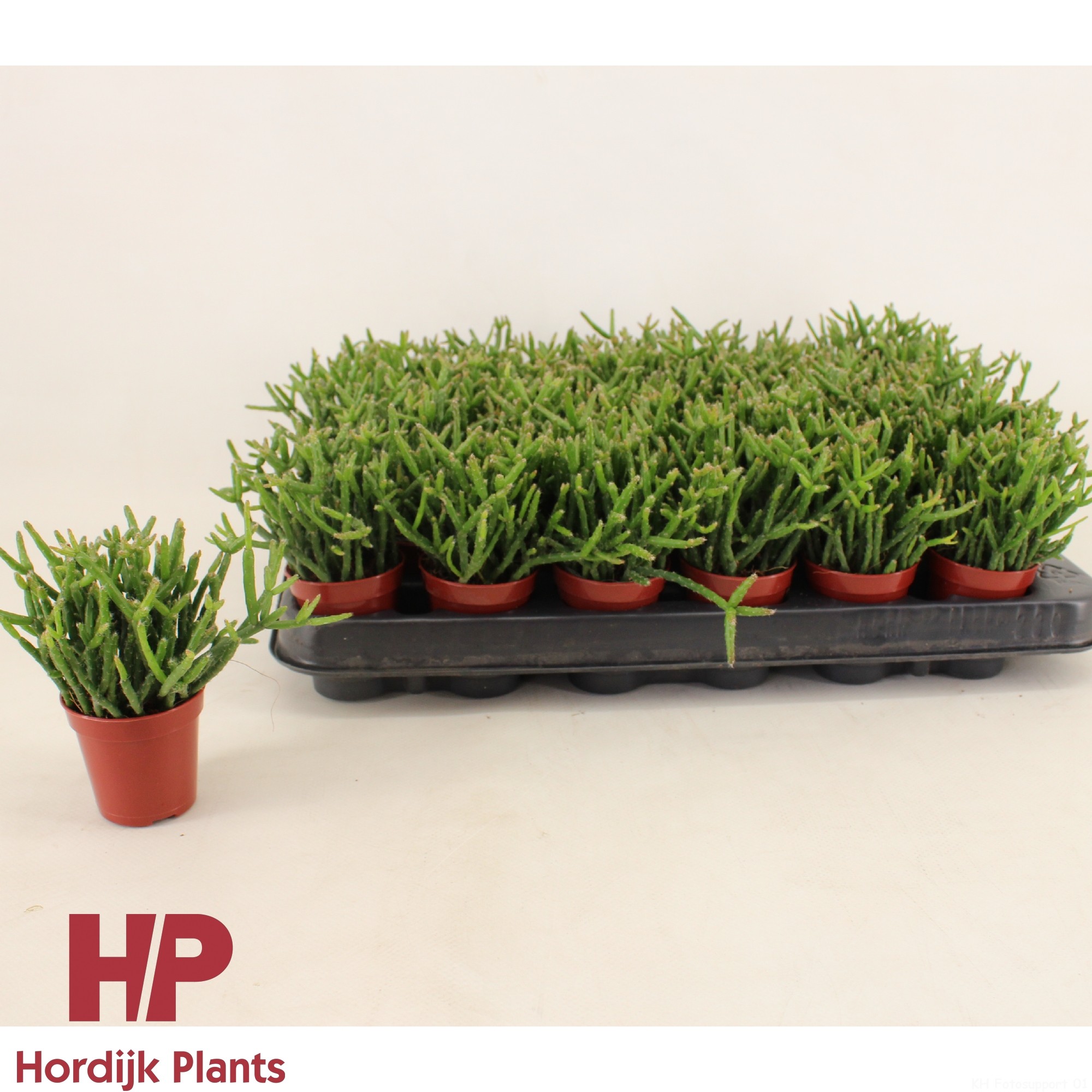 Rhipsalis burchellii 5,5cm, D 5,5