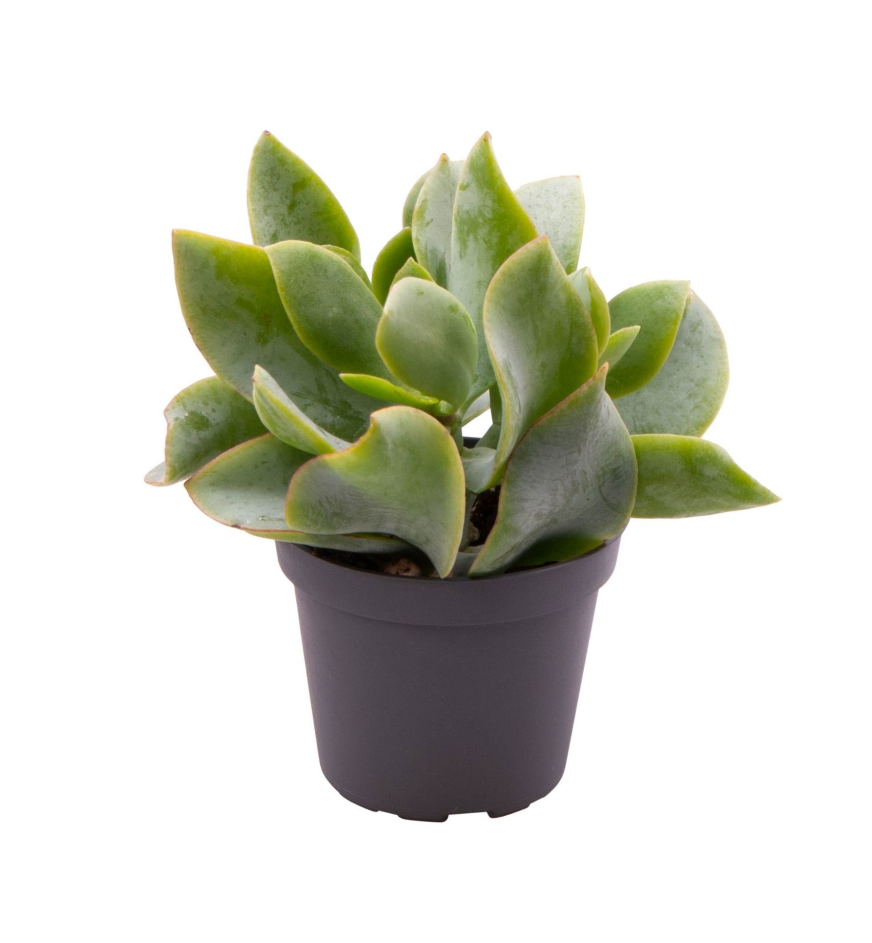 Crassula Arborescens Curly, D 6