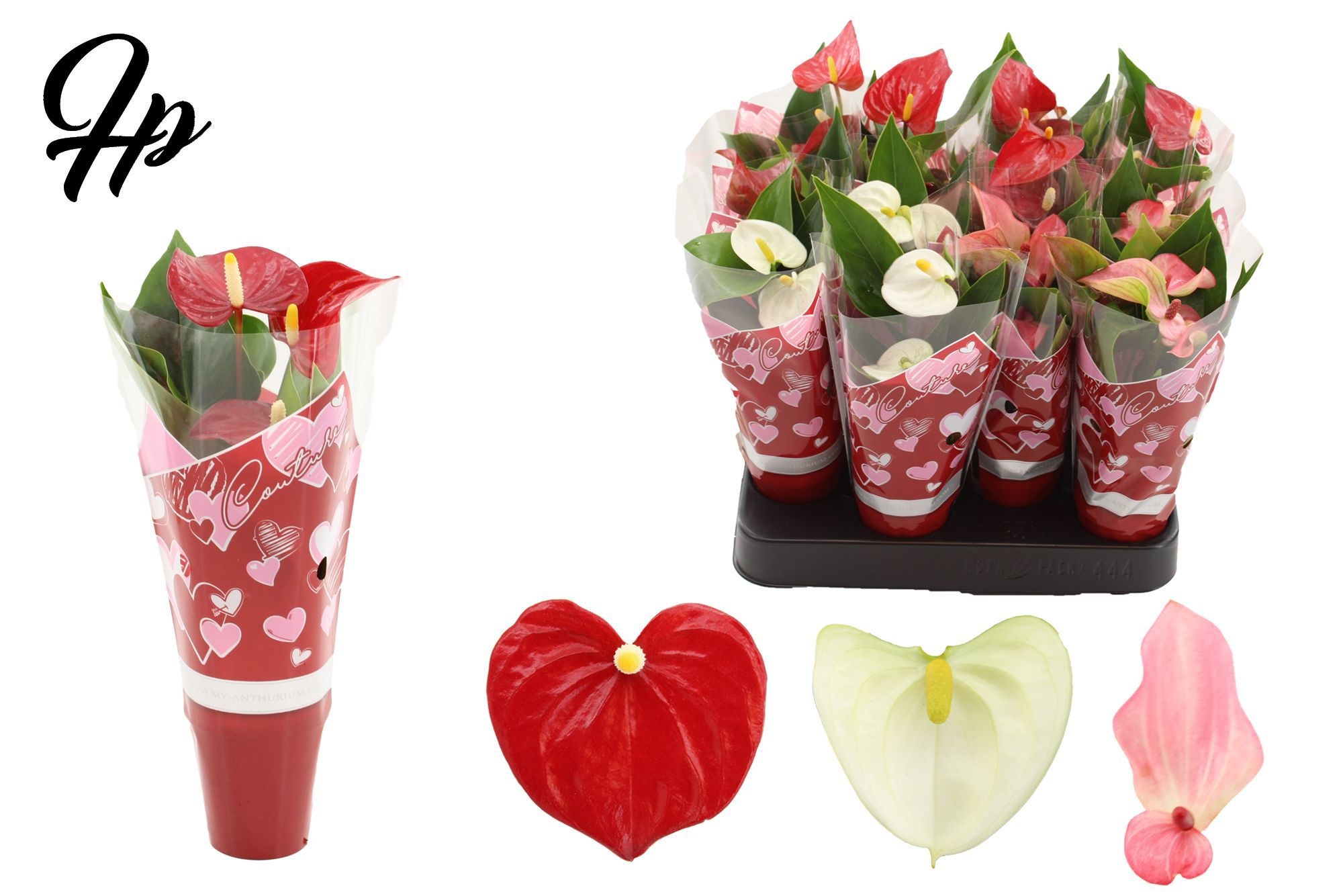 Anthurium 6 cm 3 color mix in Couture hearts sleeve, D 6