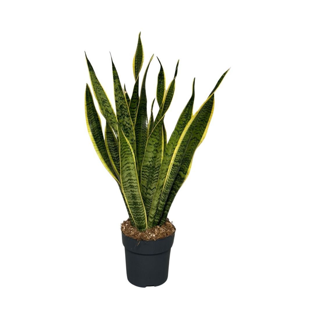 Sansevieria Laurentii, D 17
