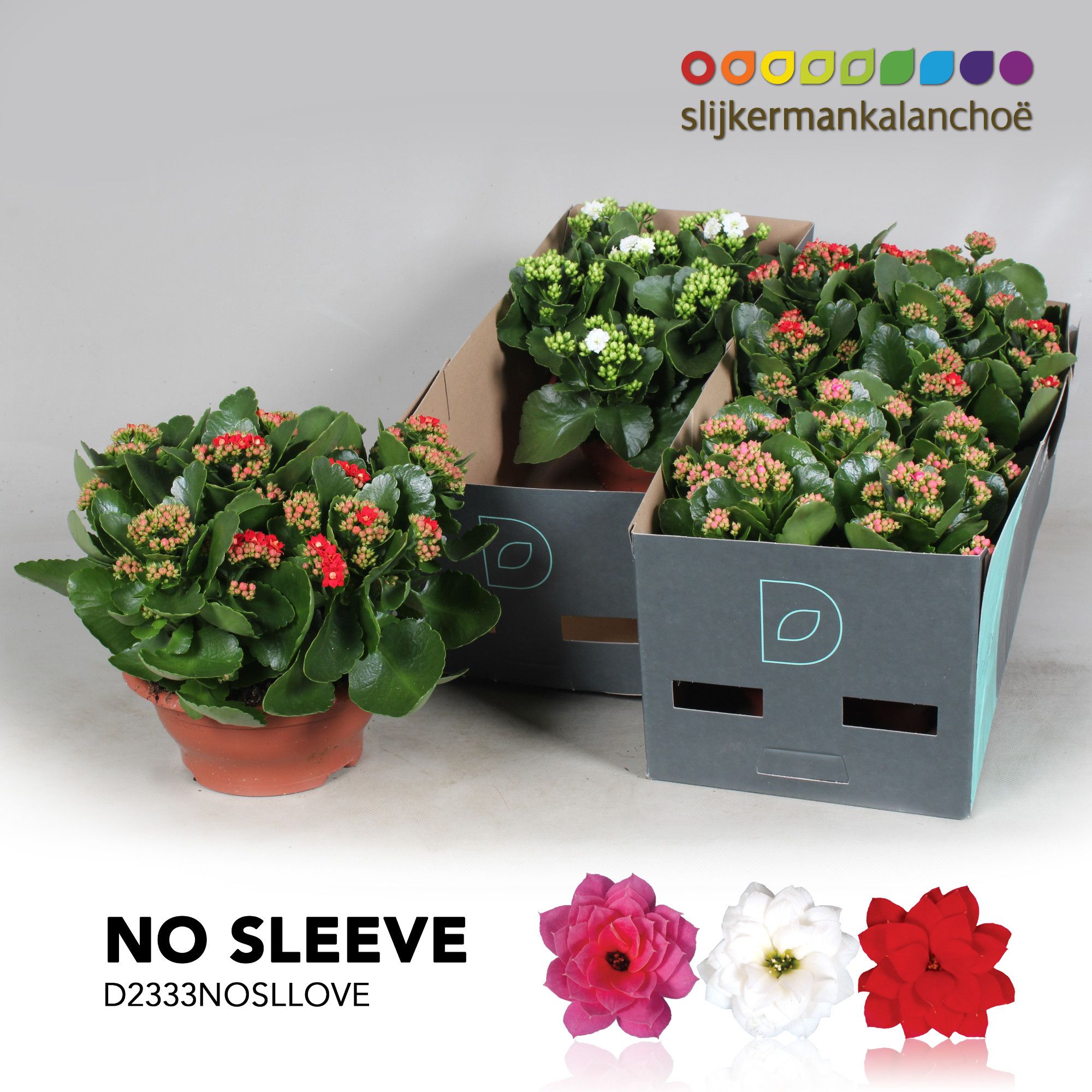 Kalanchoe No Sleeve- LOVE mix, D 23
