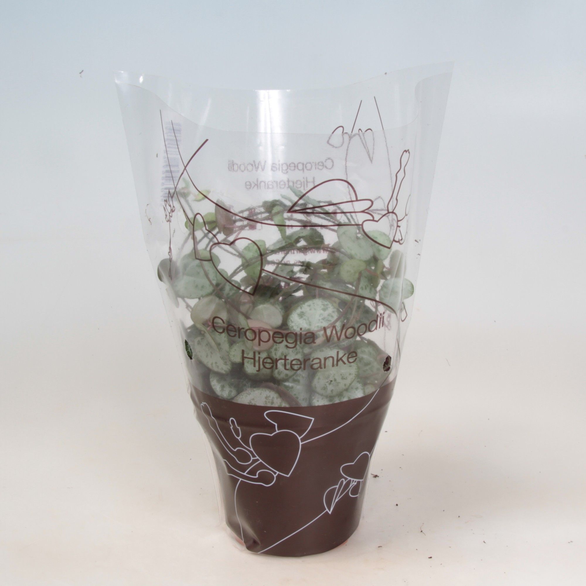 Ceropegia woodii ranks 9cm, D 9