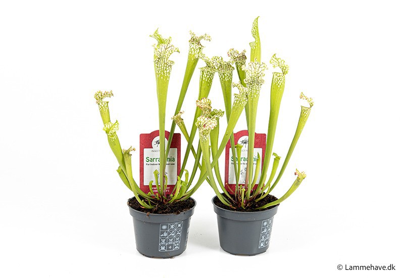 SARRACENIA PURPUREA 'Leuco' 109, D 9