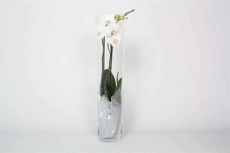 Glas conisch 70 cm Phal white 2T14+, D 12 cm