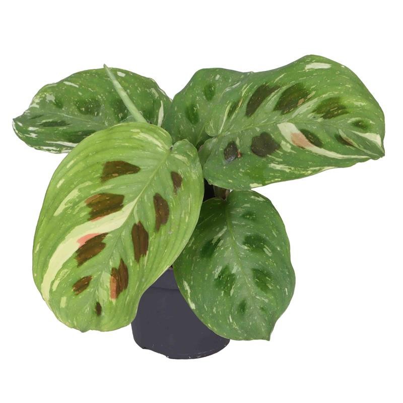 MARANTA LEUCONEURA 'CALATHEA KERCHOVEANA', D 6 cm MARANTA LEUCONEURA 'CALATHEA KERCHOVEANA', D 6 cm