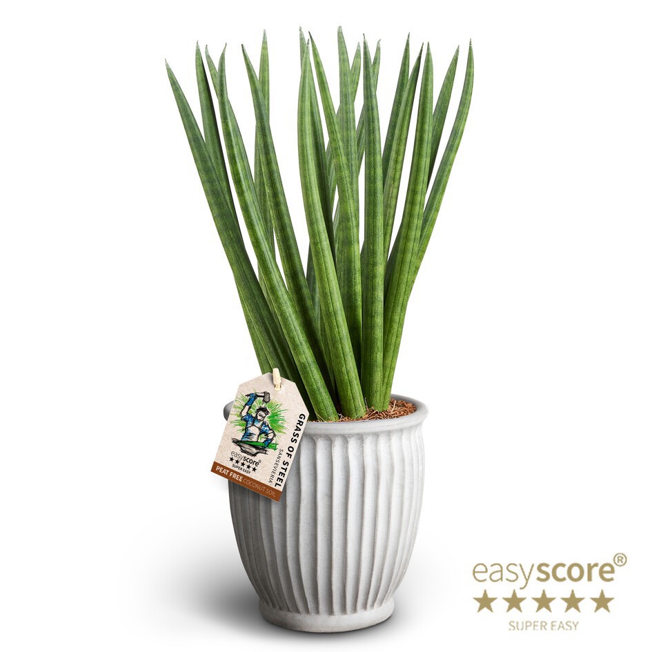 Athena, Sansevieria ´Spaghetti´, D 12