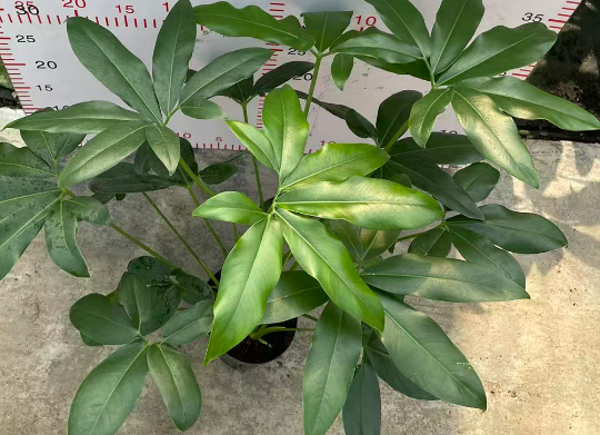 Филодендрон гоэлди фан бан 12 40