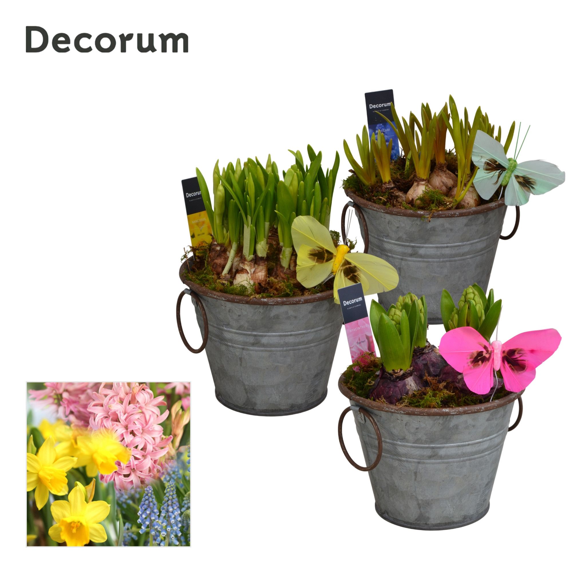 Bollenmix Rustic Maxi HL12533B, D 13