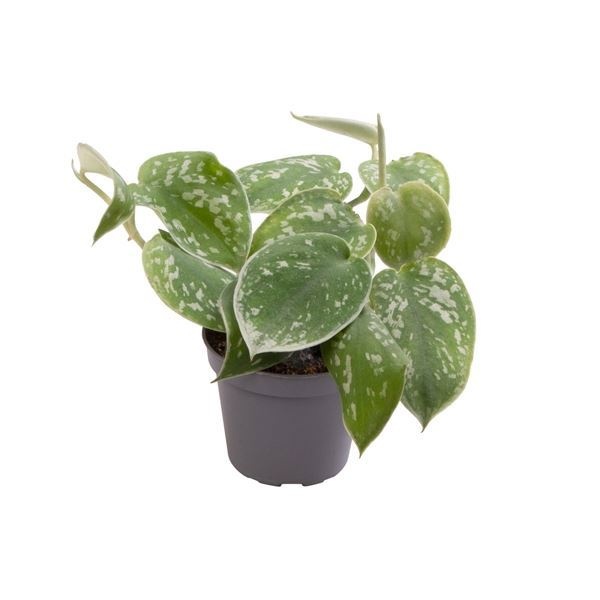 Philodendron Scandens Pictus, D 6 cm Philodendron Scandens Pictus, D 6 cm