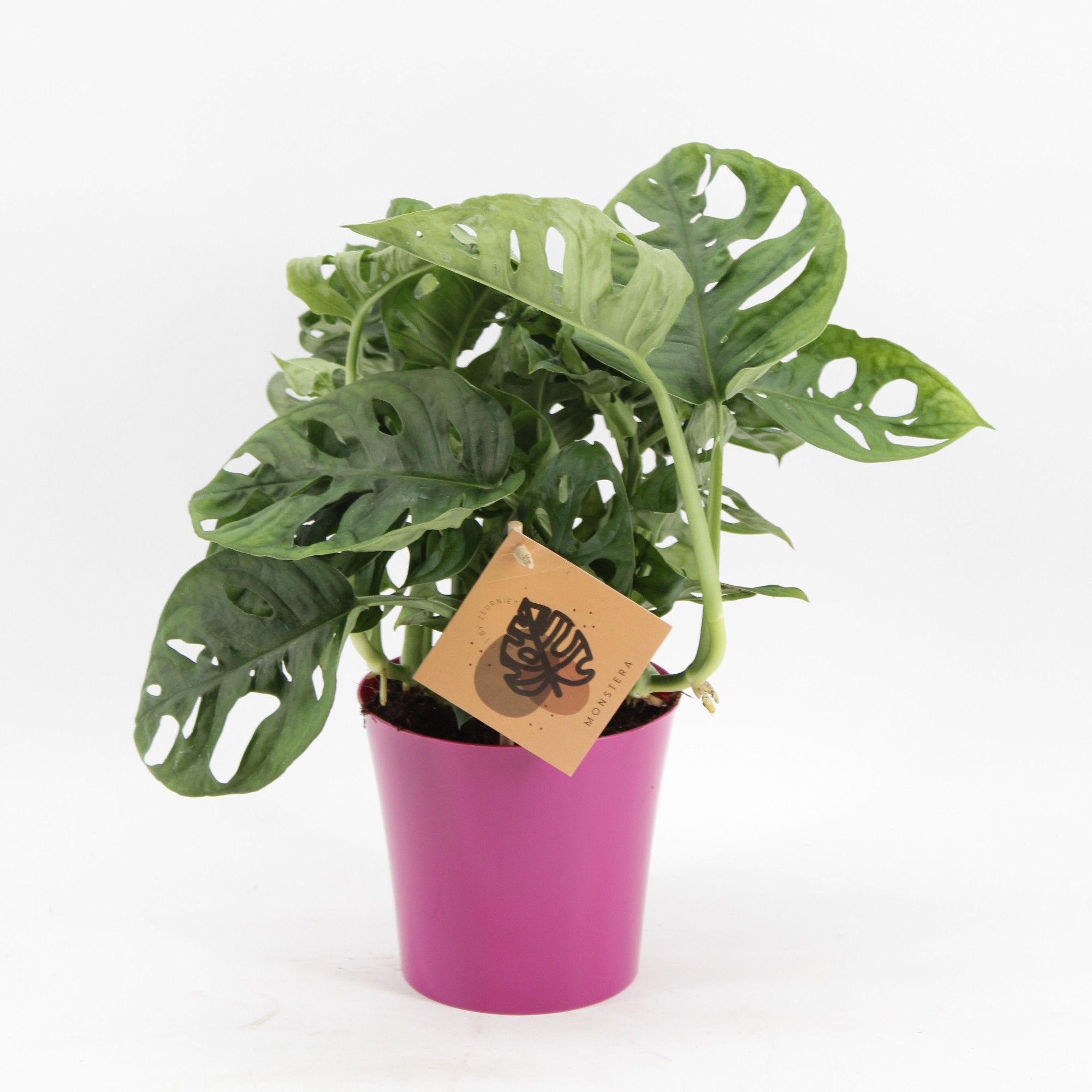 Monstera Monkey Leaf in Linge pot fuchsia, D 12,5