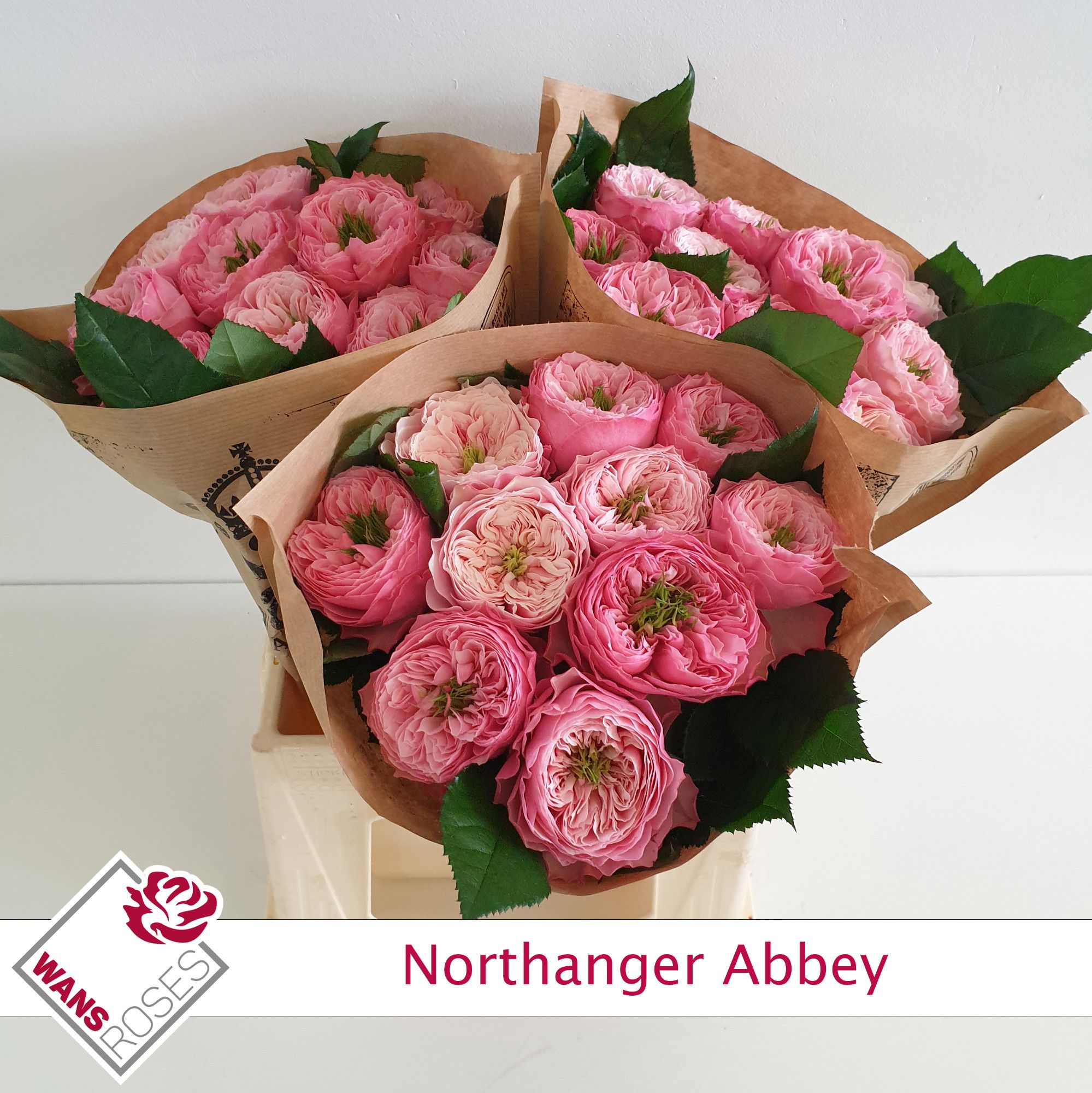 Роза од. Норзэнджер Эбби 40, шт.