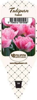 TULIPA FERGANICA 'Foxtrot', D 10