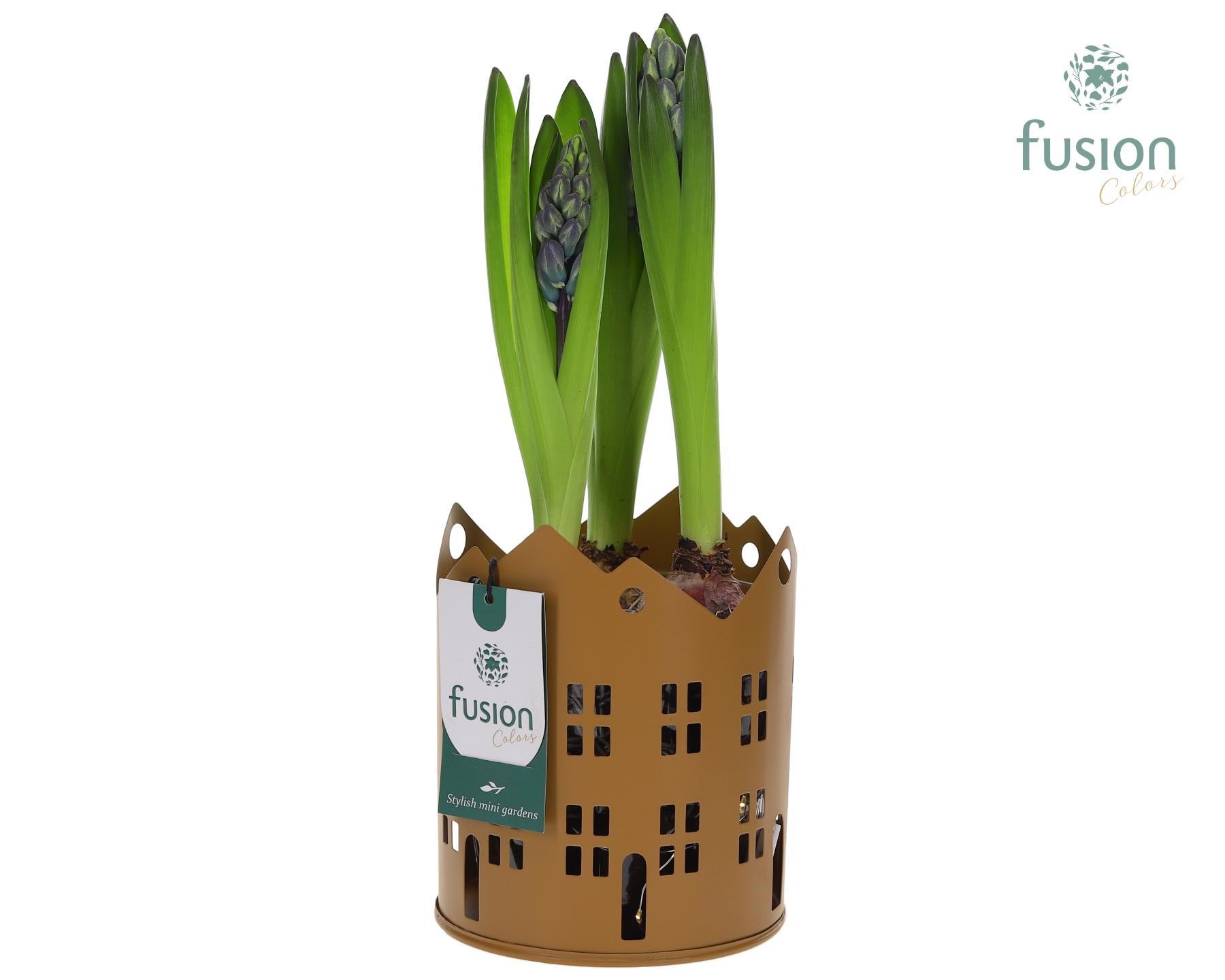 Zinken Huisjes planter LED met Hyacinthus, D 13 cm