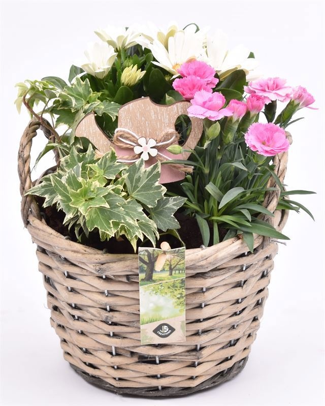 Wilg mand grijs met oor 18cm, D 18