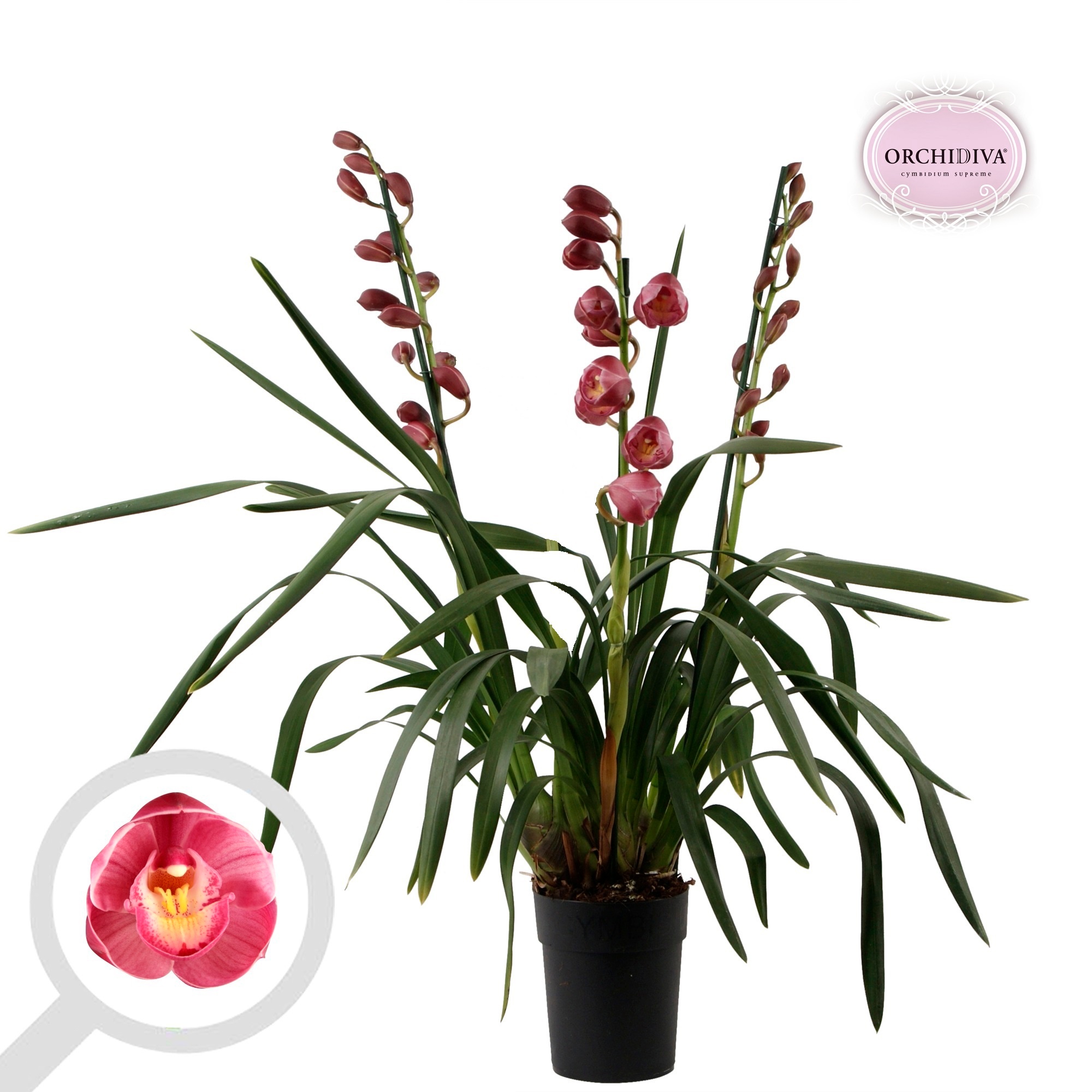 Cymbidium donker roze 3 tak, D 14
