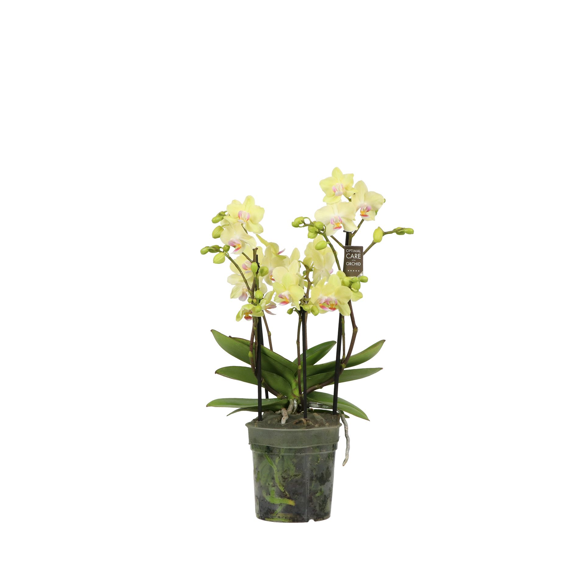 Flora P12 Sensation 3-5 spike, D 12 cm