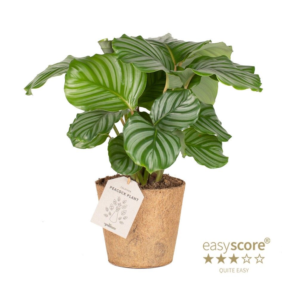 Calathea Orbifolia - COCOZ, D 17