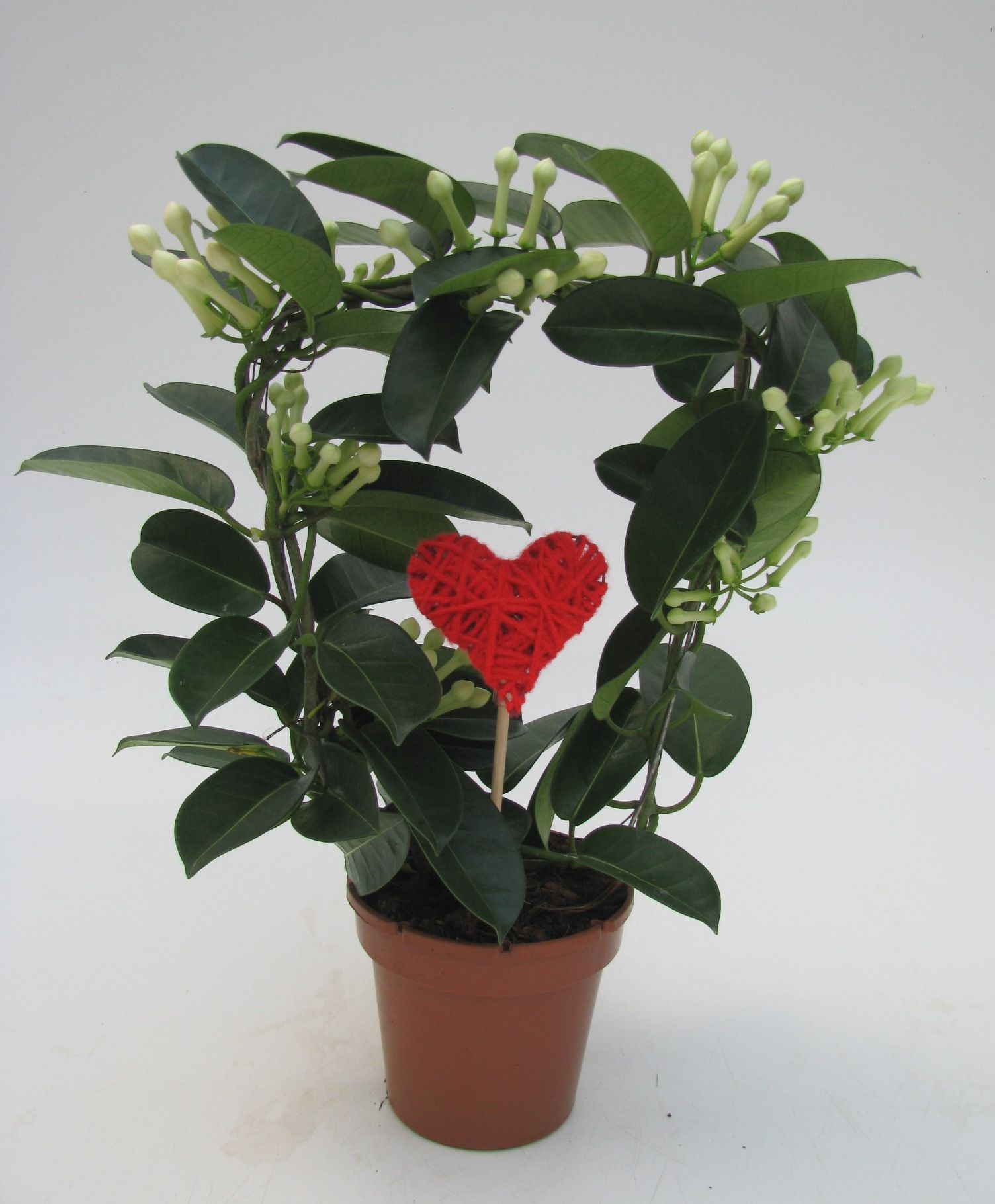 Steph. 6-9 geurend met Hart, D 12