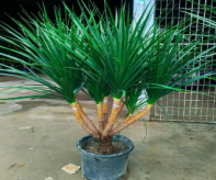 Драцена маргината 30 140