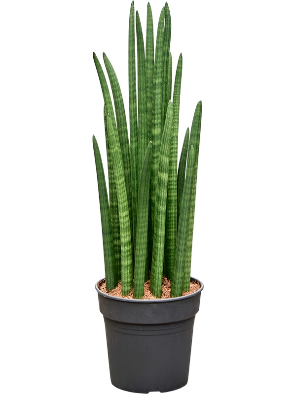 Sansevieria cylindrica 'Tower', D 21