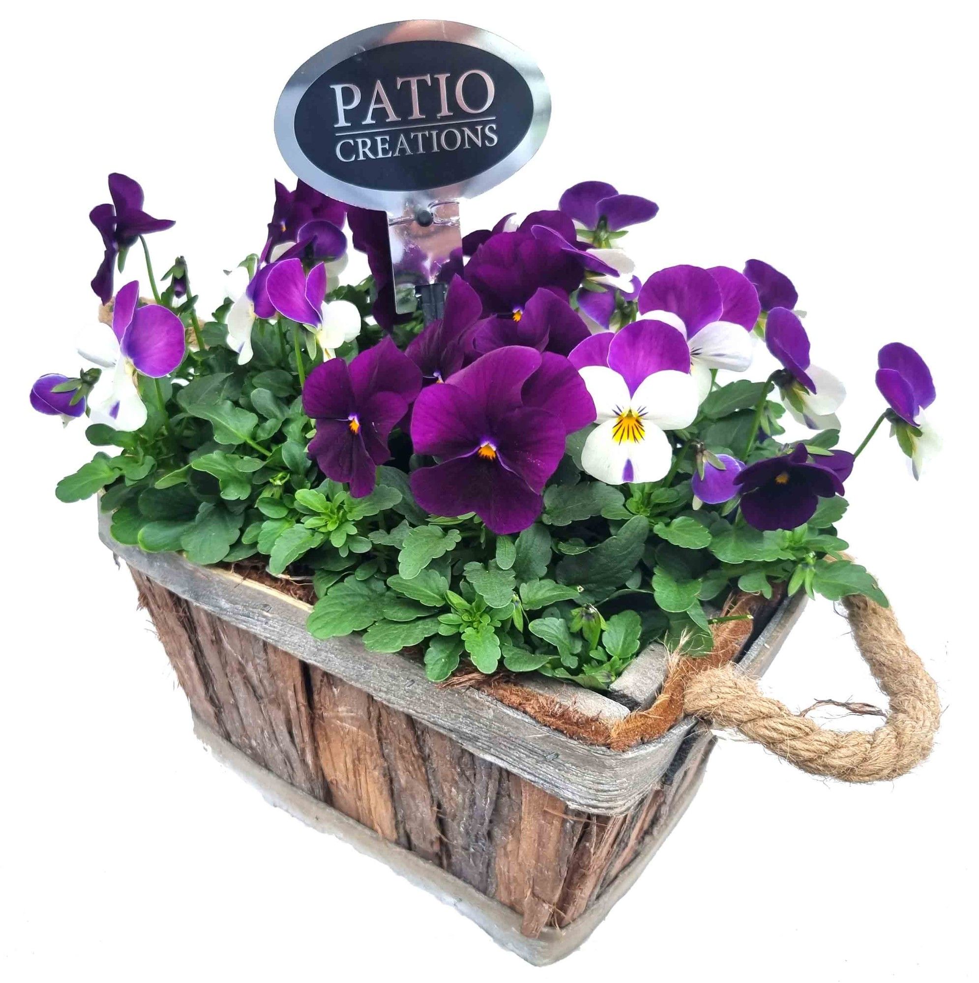 V651-9001 Viola bosmand oren S, D 20