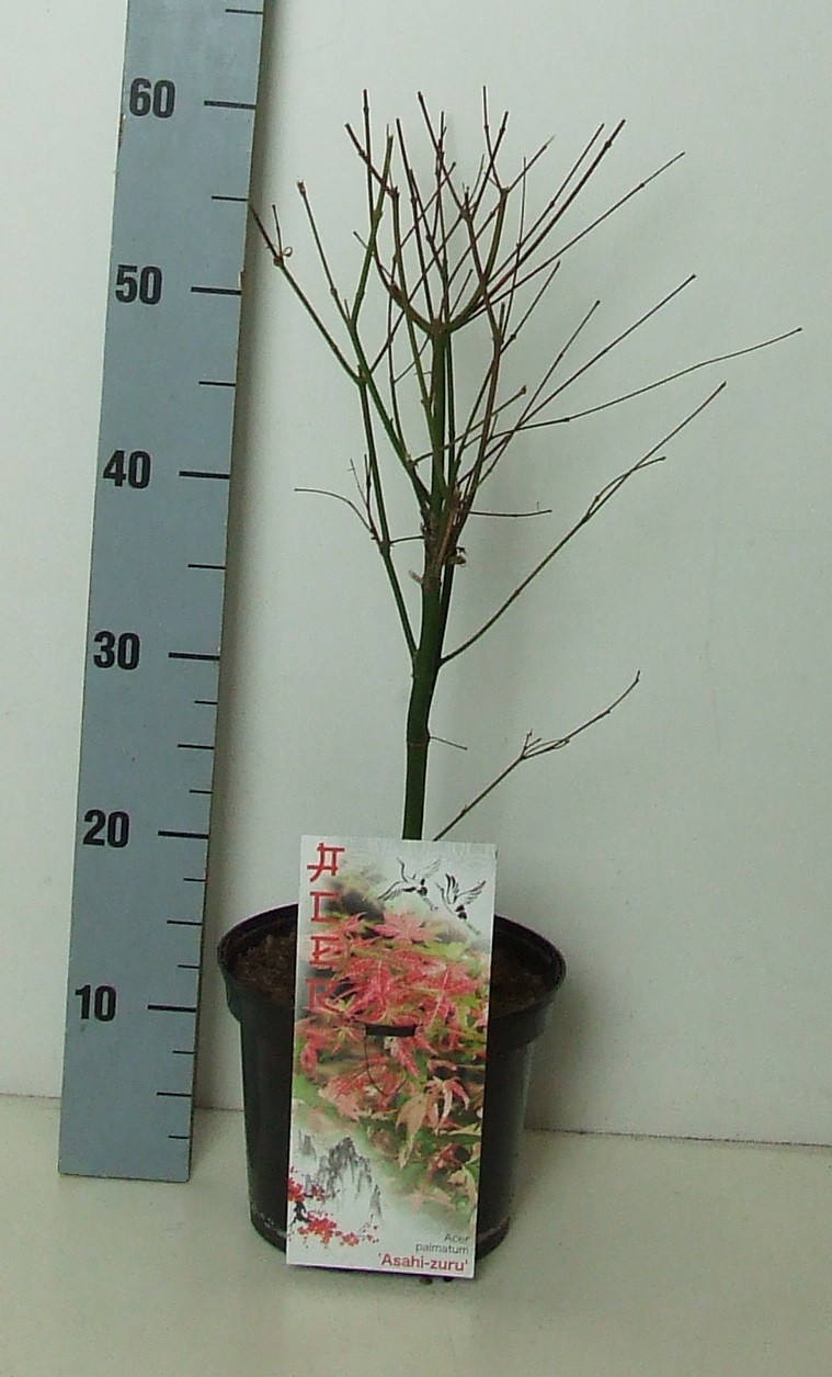 Acer palmatum 'Asahi-zuru' P19 Full CC, D 19