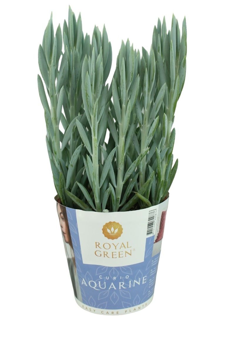 curio mount everst potcover 17cm, D 17