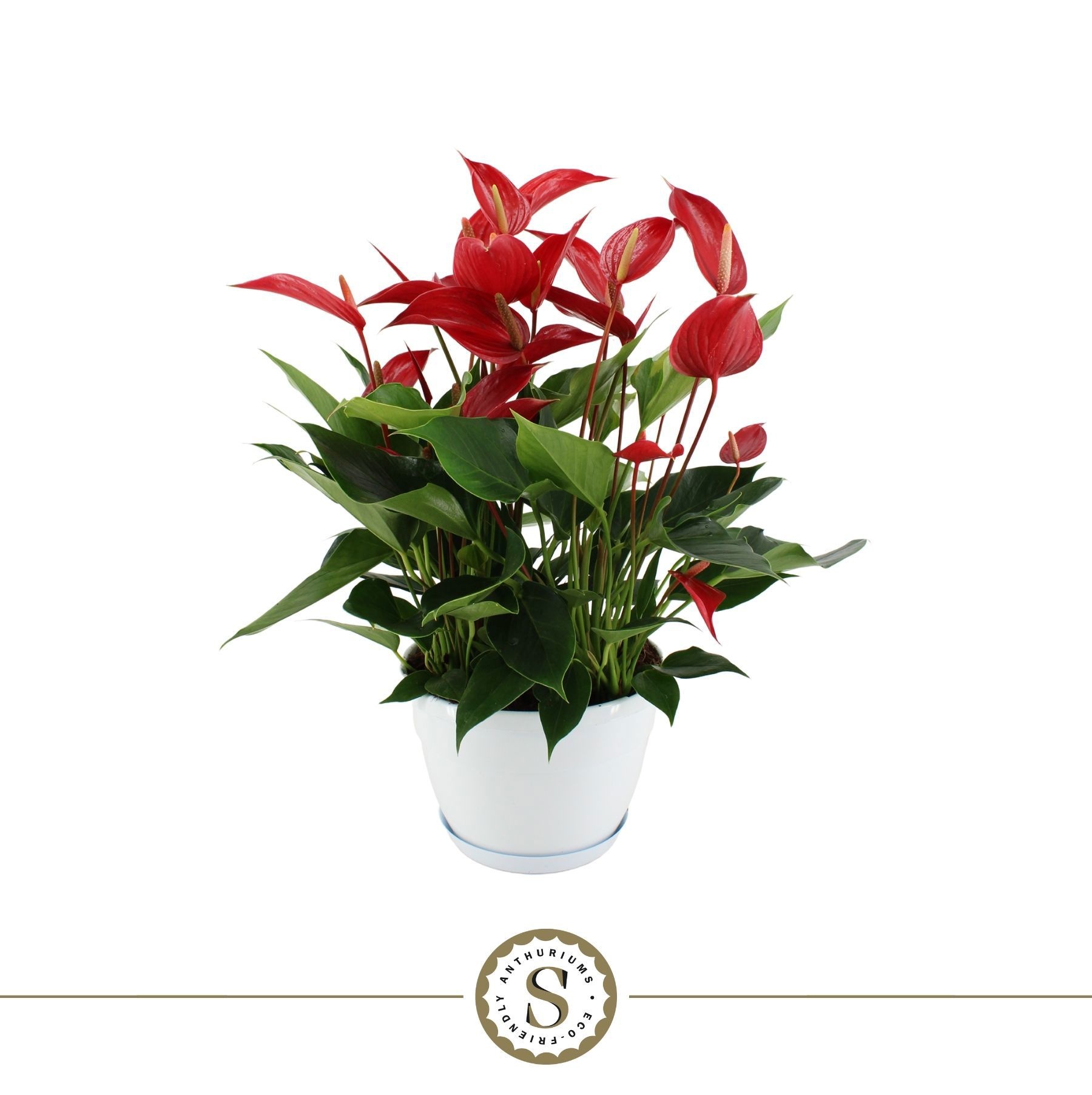 Anthurium Mille Fleurs Roja 20cm Napoli schaal, D 20